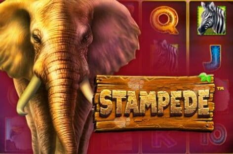 Stampede